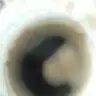 hilalayca