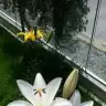 begumtkn
