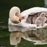 Annecanim
