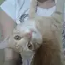 kara-_-kedi