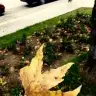 Butterfly63