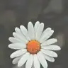 Frdsr
