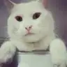 pamuky_