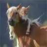 Yalicni
