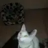 Daisymia