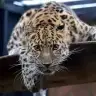 Blngmz