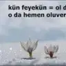 Recep Tubiss