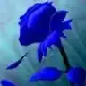 MimozaCicegim71