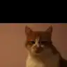 anilelisa