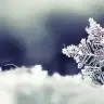 snow-white