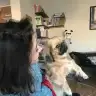 Semoos