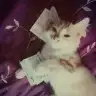 Gazel kra