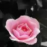 nurlunuran