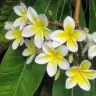 Jasmin52