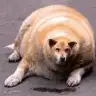 tantanis