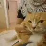 Kedi-Kedi