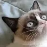 Grumpy-Cat