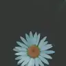 kediiiy