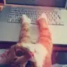 tumblrkedisi