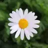 Papapatya