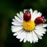 Esslemmimm