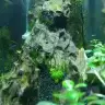 kedimu