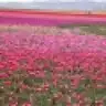 22Mart