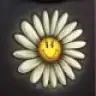 daisy.