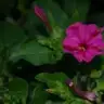 jasmin57