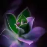 Ene Araf