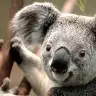 MIRACALP