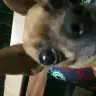 glcngga