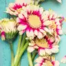 Forgotpink