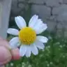 fazi93