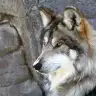 mai_fera