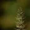 mrs_cirkin