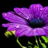 bilgin_44