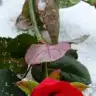 Snbhr12