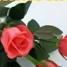 2meleginannesi