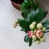 drynr