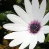 Hibiscus83