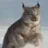 Sebihaylin
