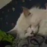 Ysmngrkn79