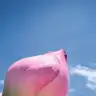 Livammm