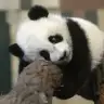 Sevimsiz Panda