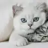 svncffsk