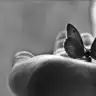 kelebek0788