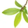 Defuli