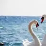 nazeney