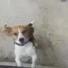 Biyu